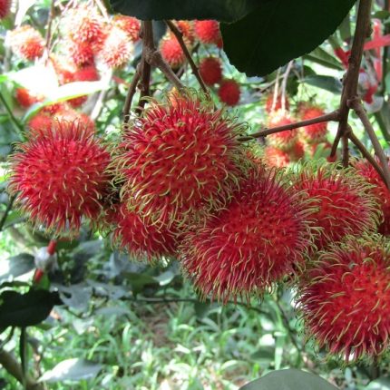 Cây giống chôm chôm Tiến Cường