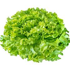 Xà lách xoăn sư tử 5gr