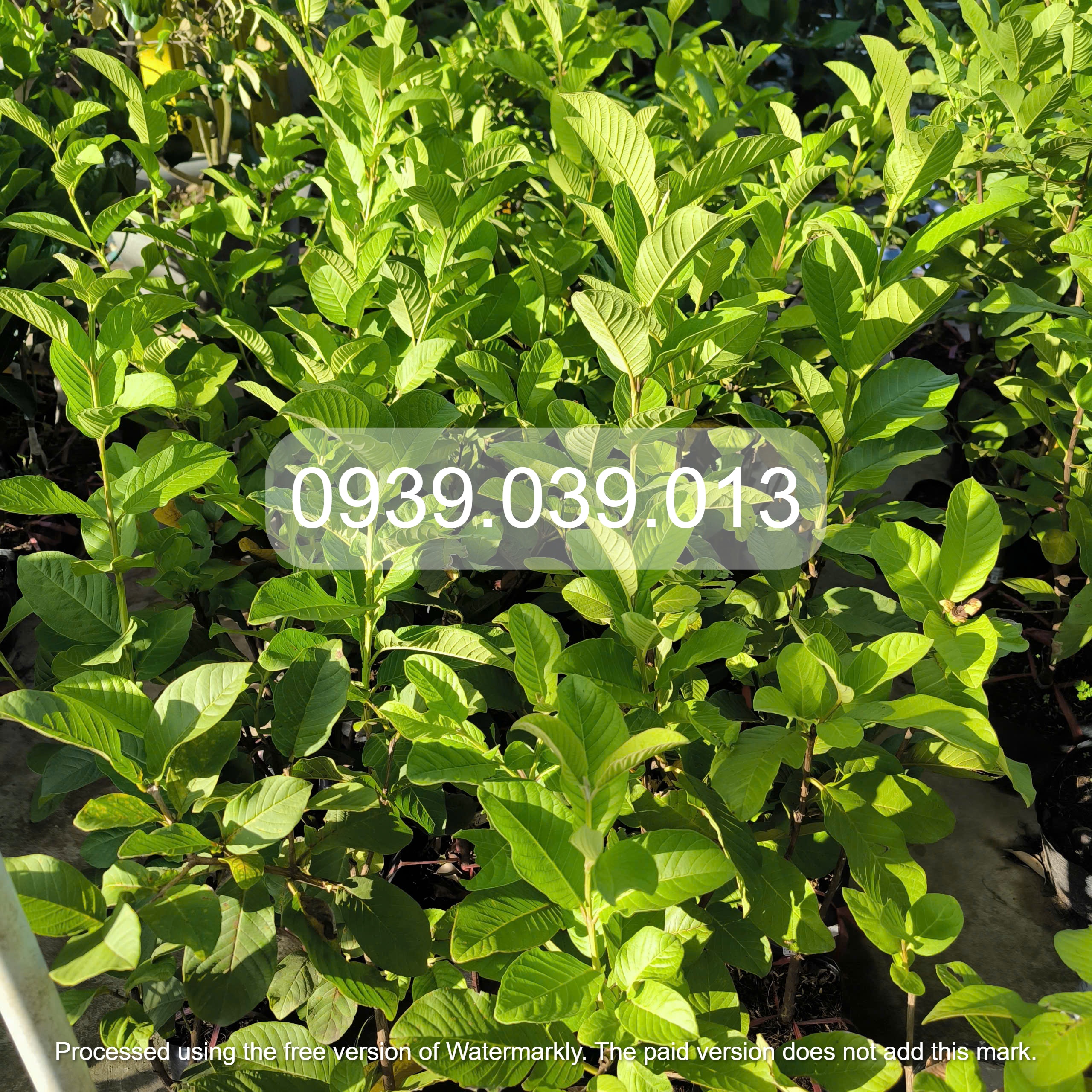 cây ổi giống