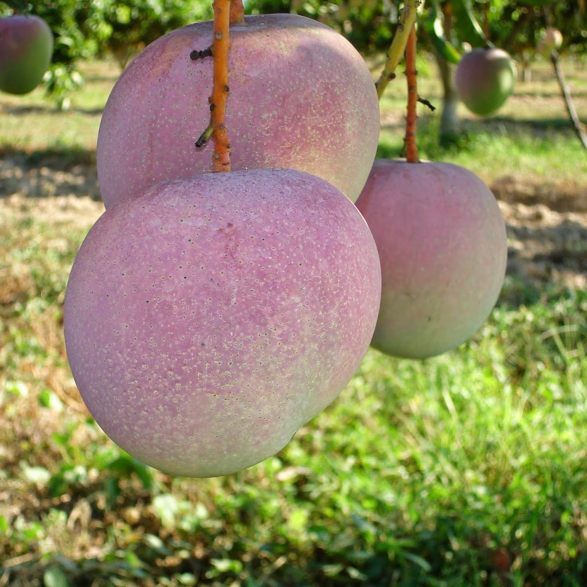 Cây giống Xoài Úc Đỏ