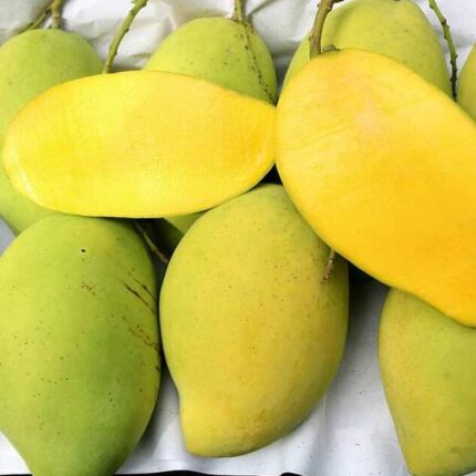 Cây giống Xoài Cát Hòa Lộc