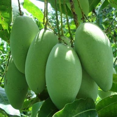 Cây giống Xoài Thái