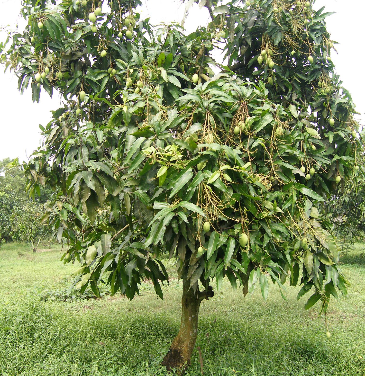 xoài thái trưởng thành