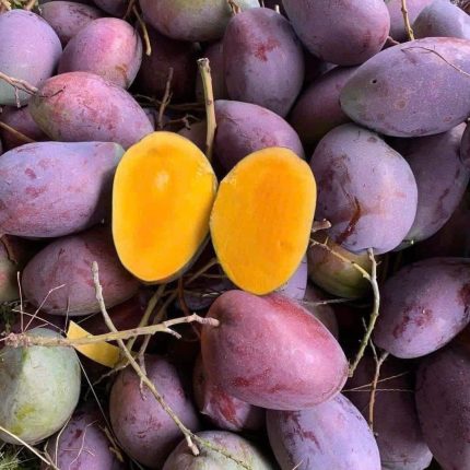 Cây giống Xoài Ngọc Vân