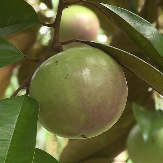 Cây giống Vú sữa lò rèn