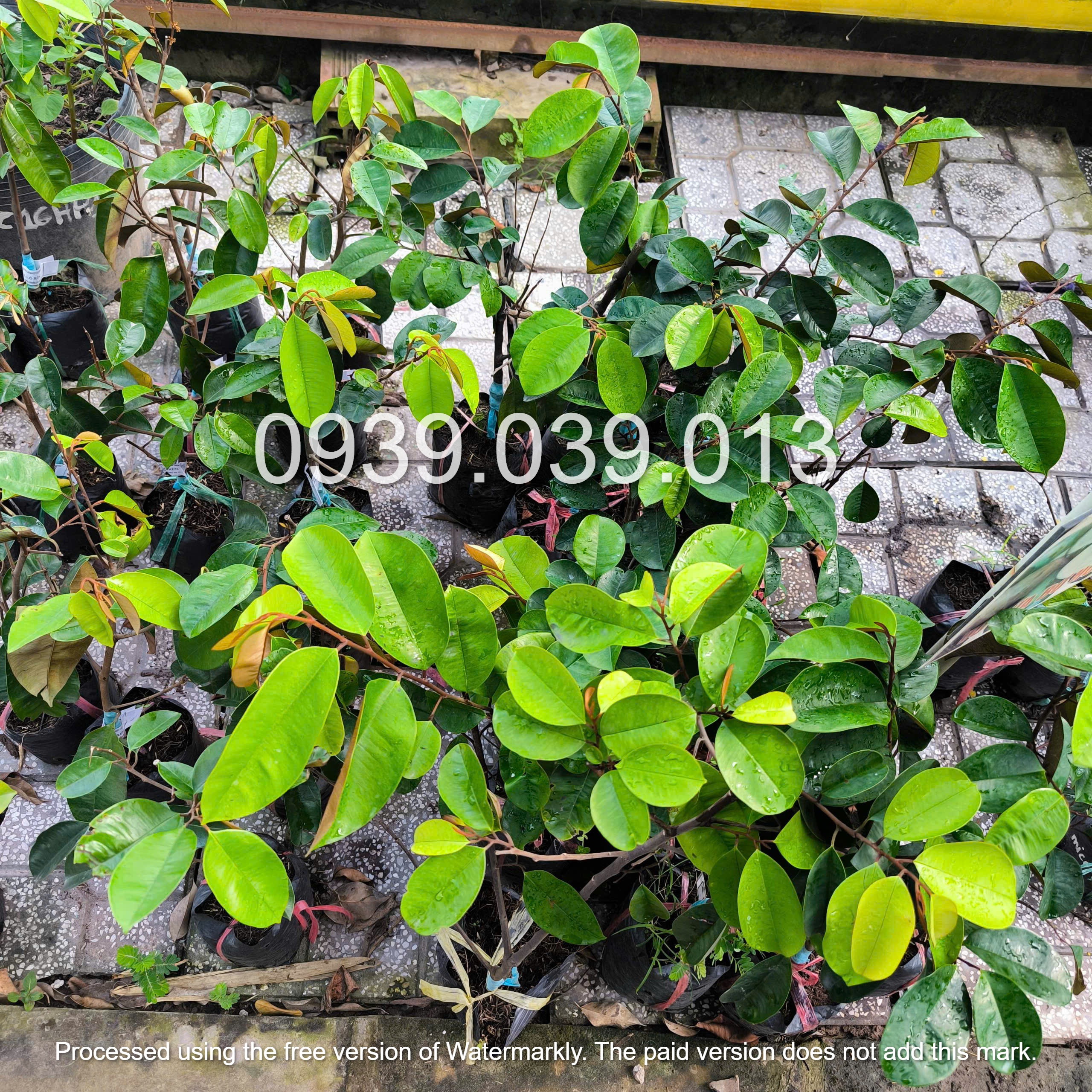 cây giống vú sữa