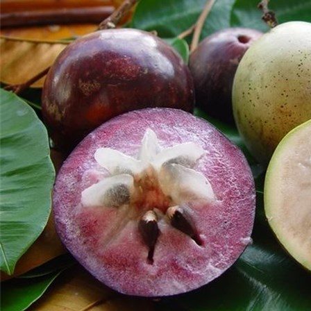 Cây giống Vú sữa bơ hồng