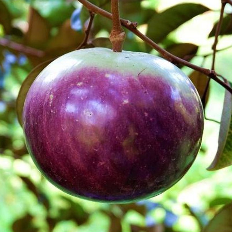 Cây giống Vú sữa Mica