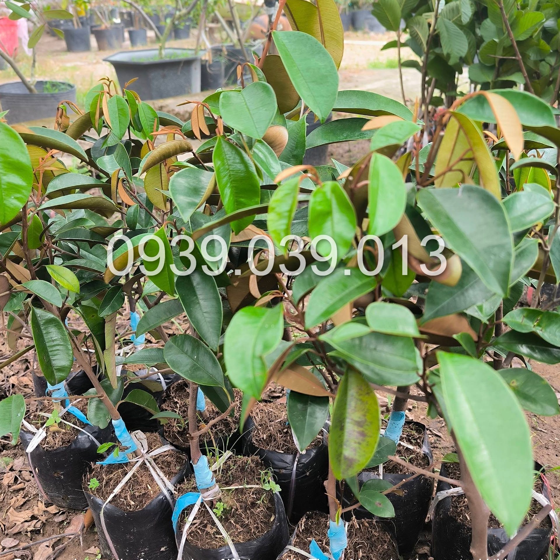 cây giống vú sữa f1