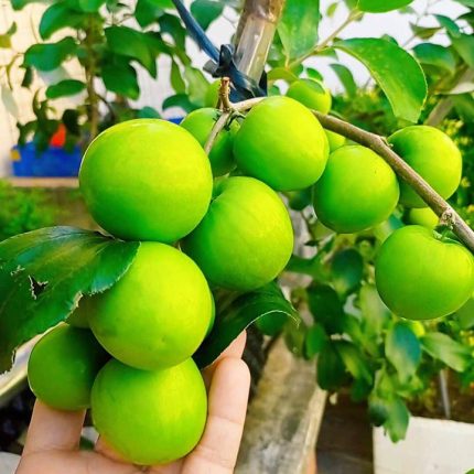 Cây giống Táo Thái