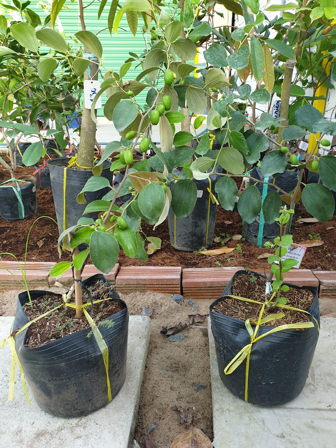 cây giống táo thái