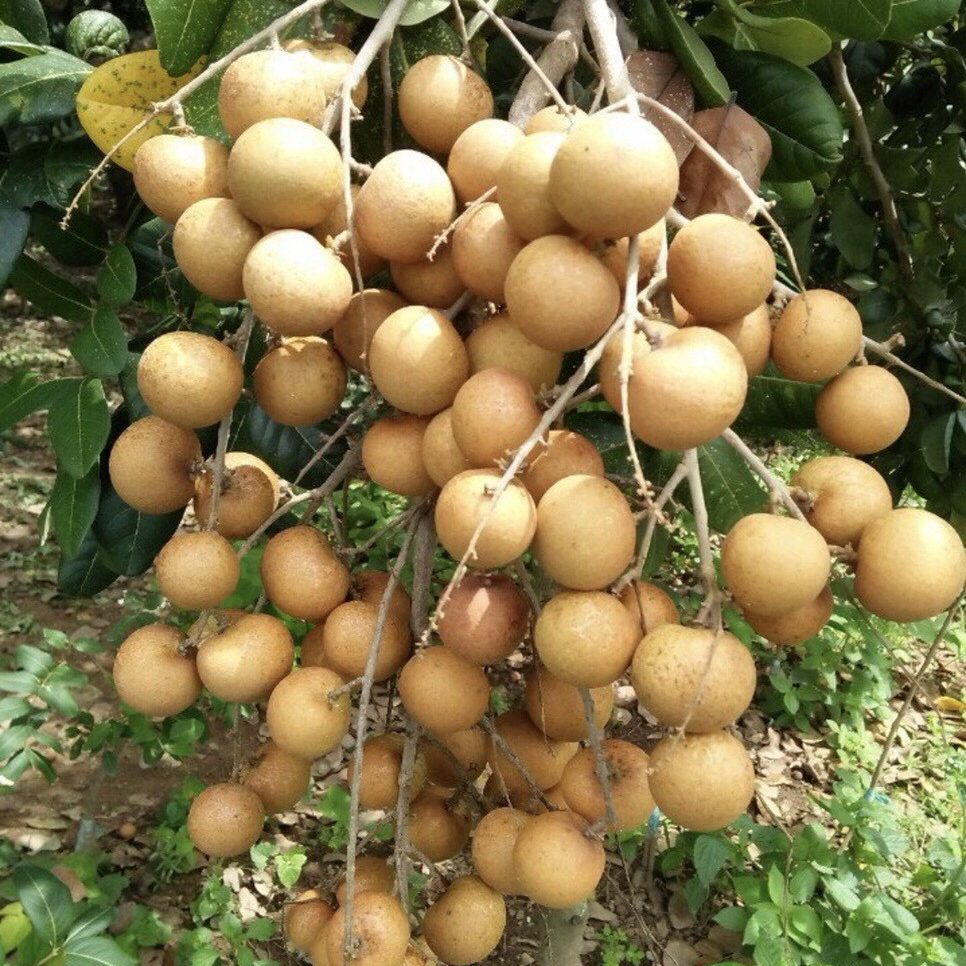 Cây giống Thanh nhãn