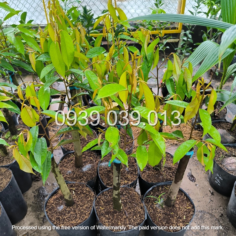 cây giống sầu riêng f1 tại an phat farm