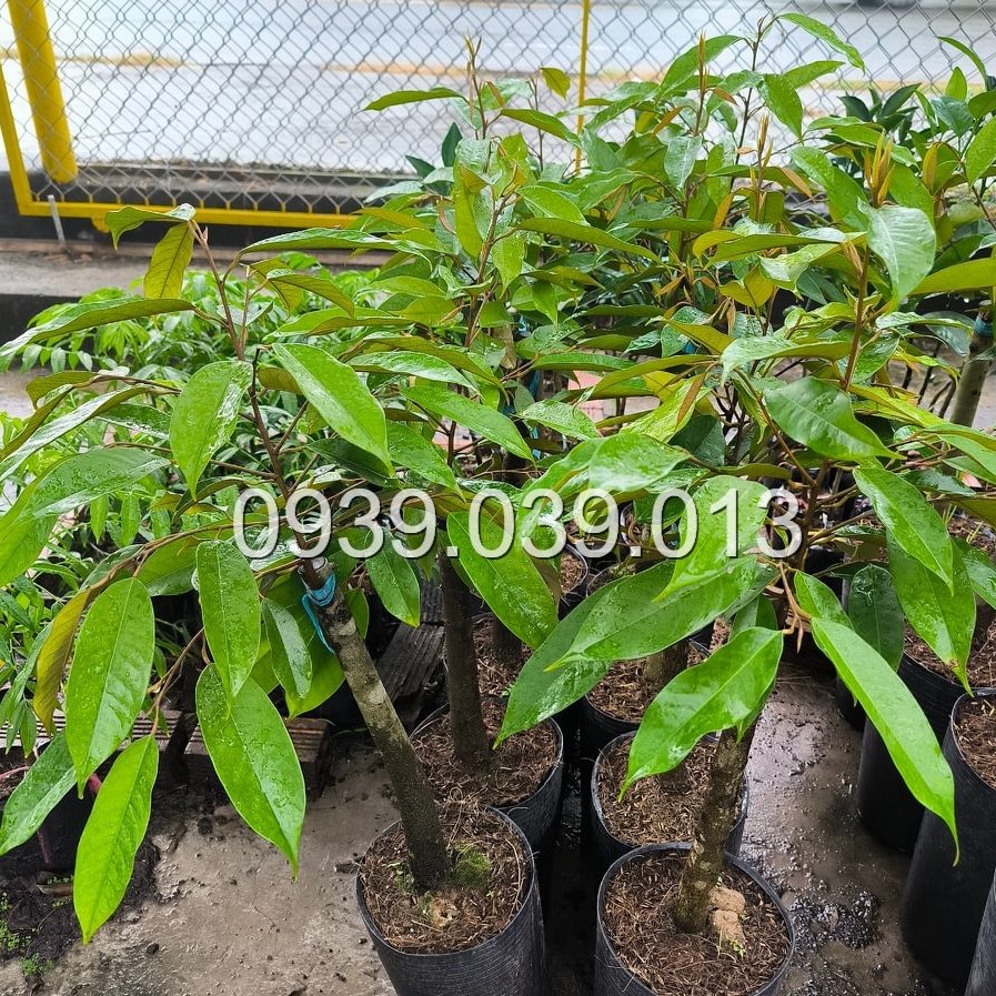 cây giống sầu riêng f1 tại an phat farm