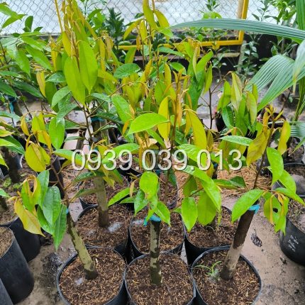 Cây giống Sầu riêng Ri6