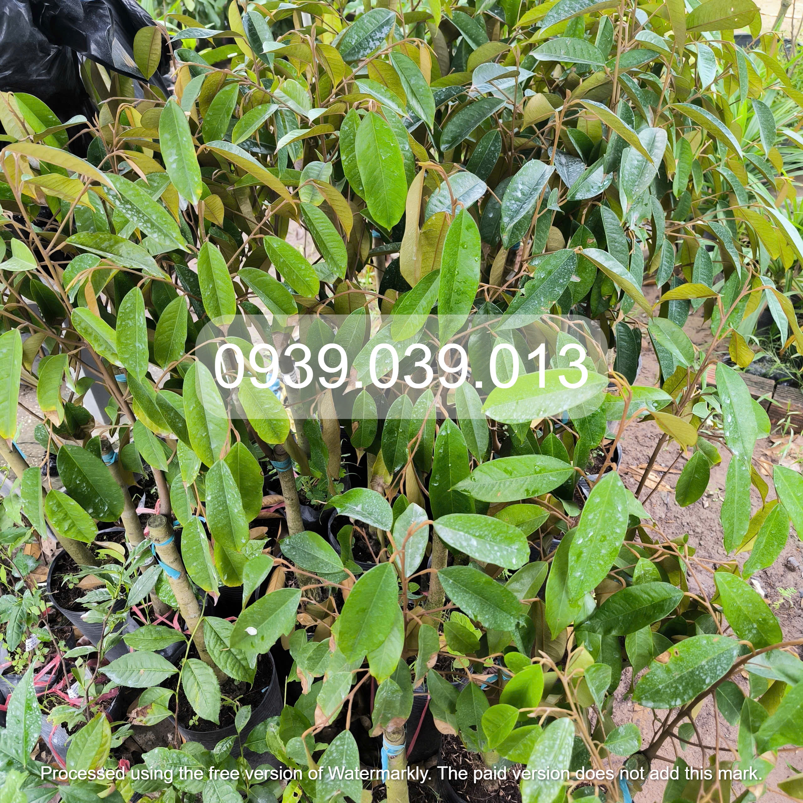 cây giống sầu riêng