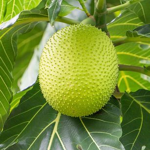 Cây giống Sa kê