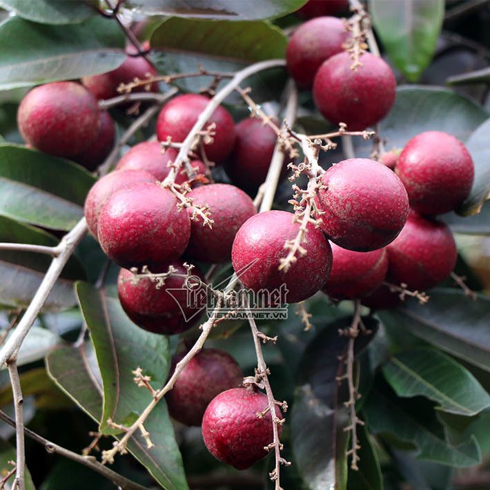 Cây giống Nhãn xuồng tím