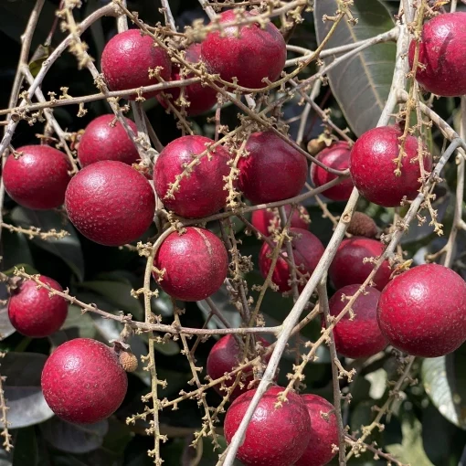 Cây giống nhãn long tím