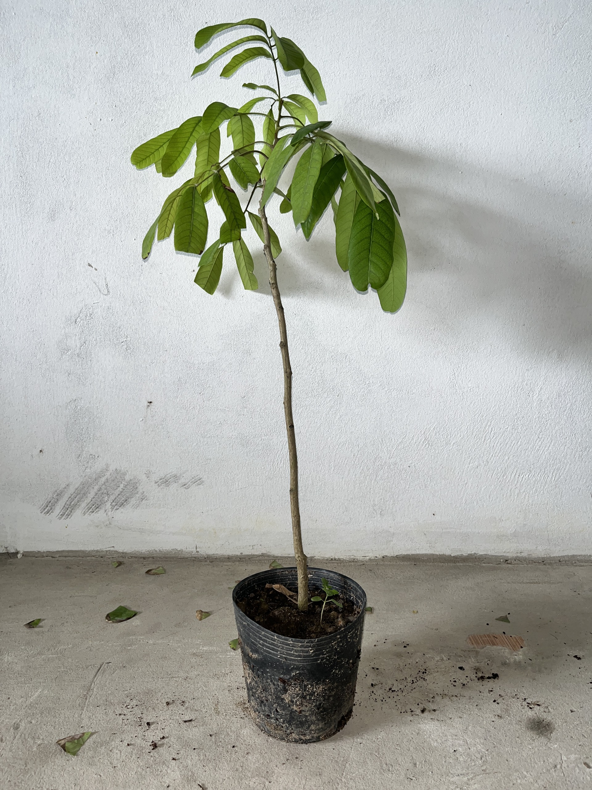 cây giống nhãn ido