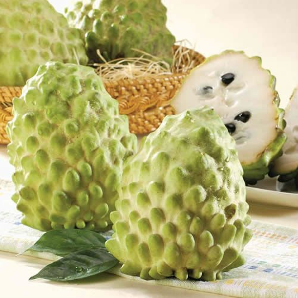 Cây giống Na dứa Đài Loan