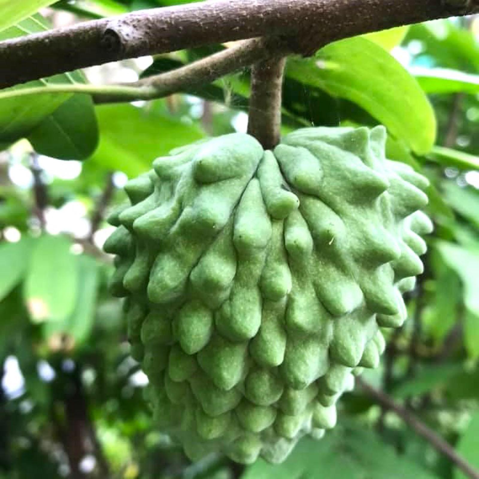 na dua dai loan
