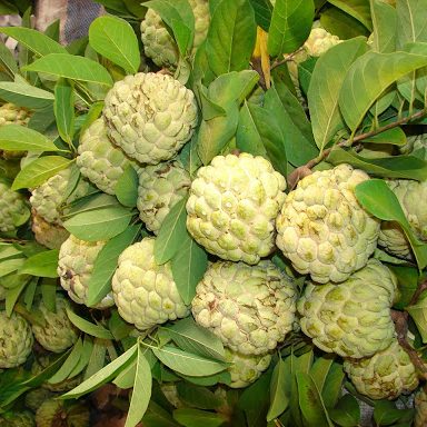 Cây giống Na Thái