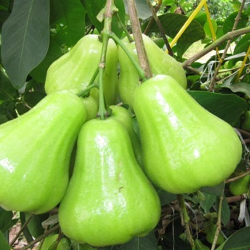 Cây giống Mận tam hoa