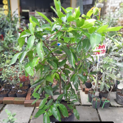 Cây giống Mận An Phước