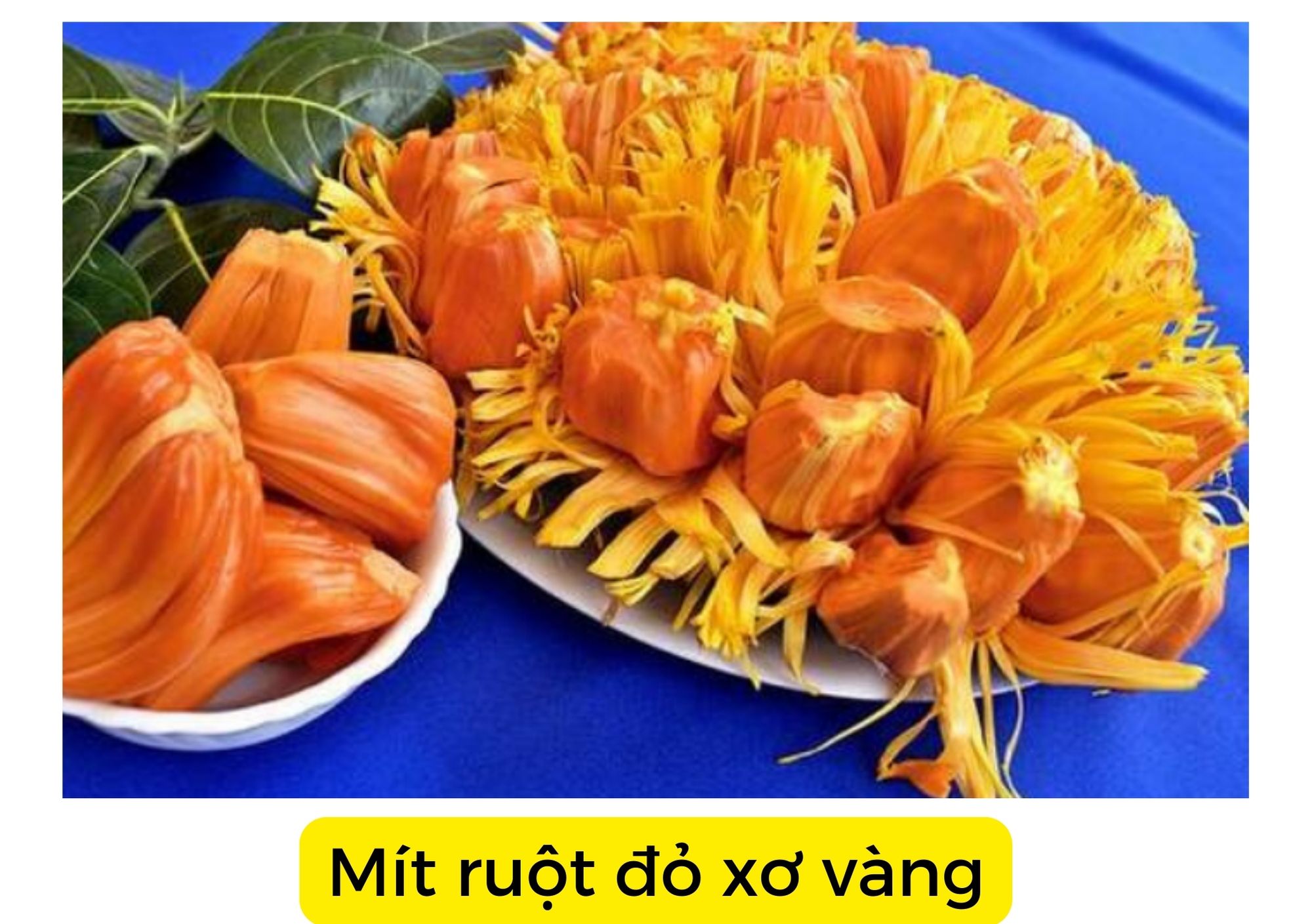 mit ruot do