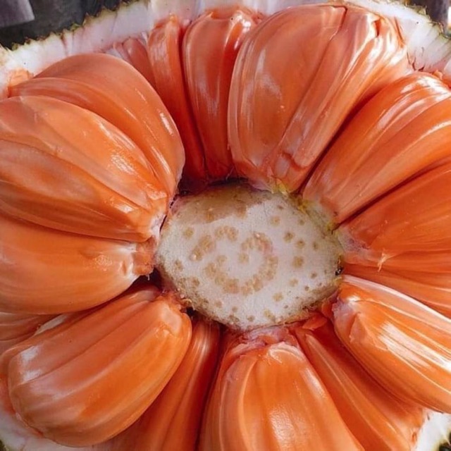 Cây giống mít ruột đỏ xơ vàng (mít Indo)