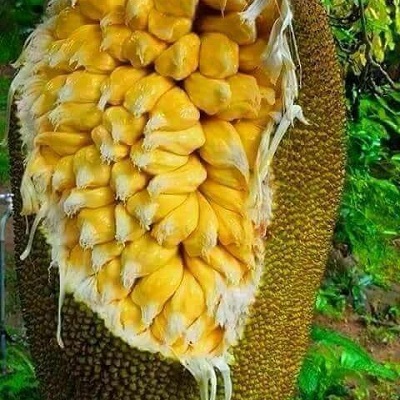 Cây giống Mít tố nữ