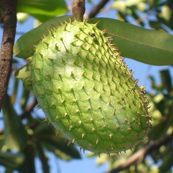 Cây giống mãng cầu xiêm (ghép)