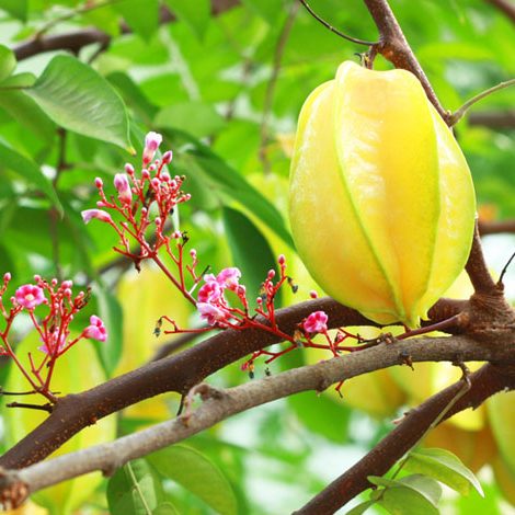 Cây giống Khế ngọt