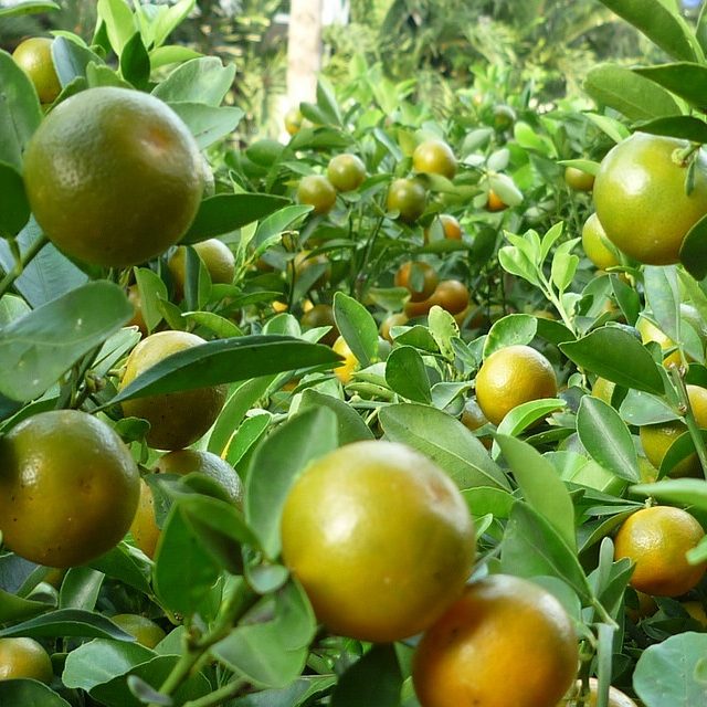 Cây giống Hạnh (tắc)