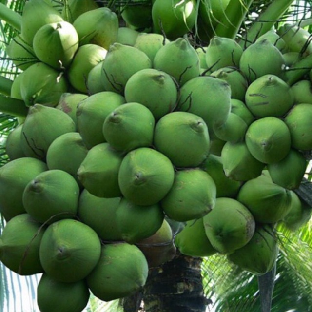 Cây giống Dừa xiêm lùn xanh