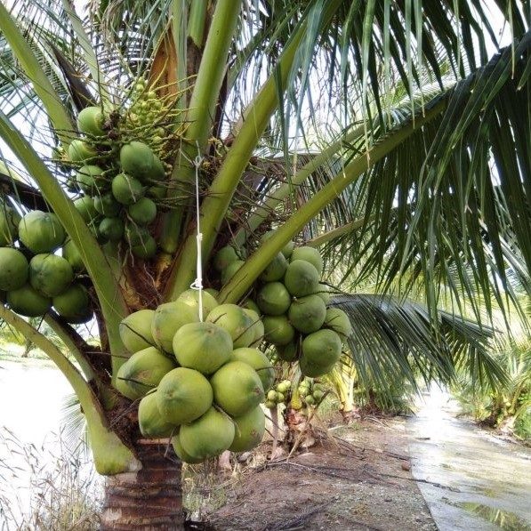 Cây giống Dừa dứa