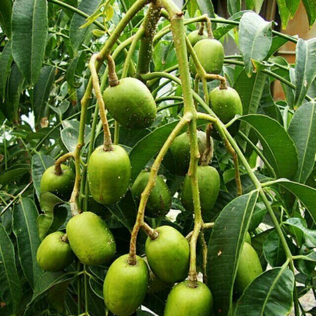 Cây giống Cóc Thái