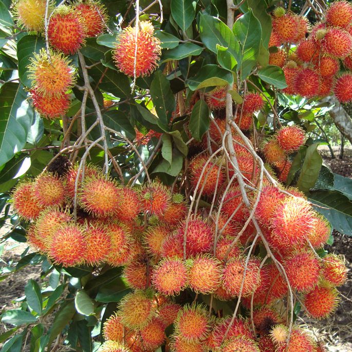 Cây giống Chôm chôm Thái