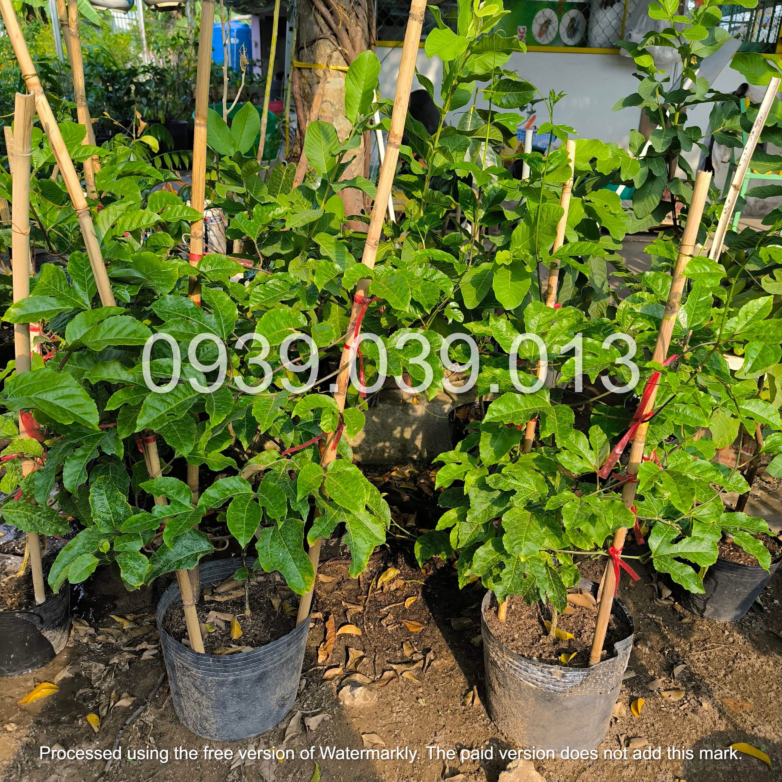 cây giống chanh dây size lớn