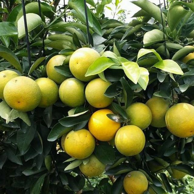 Cây giống Cam xoàn