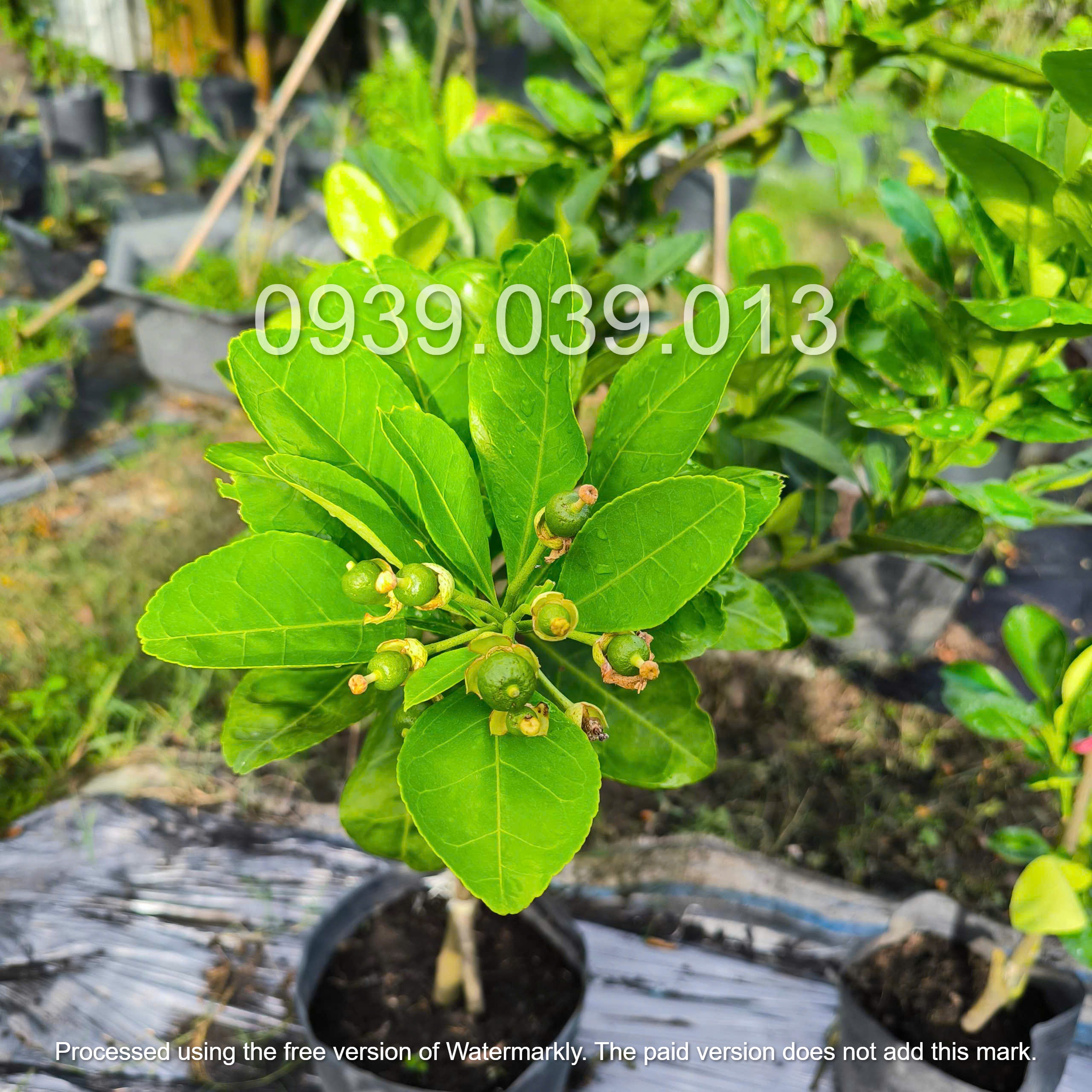 Cây bưởi F1