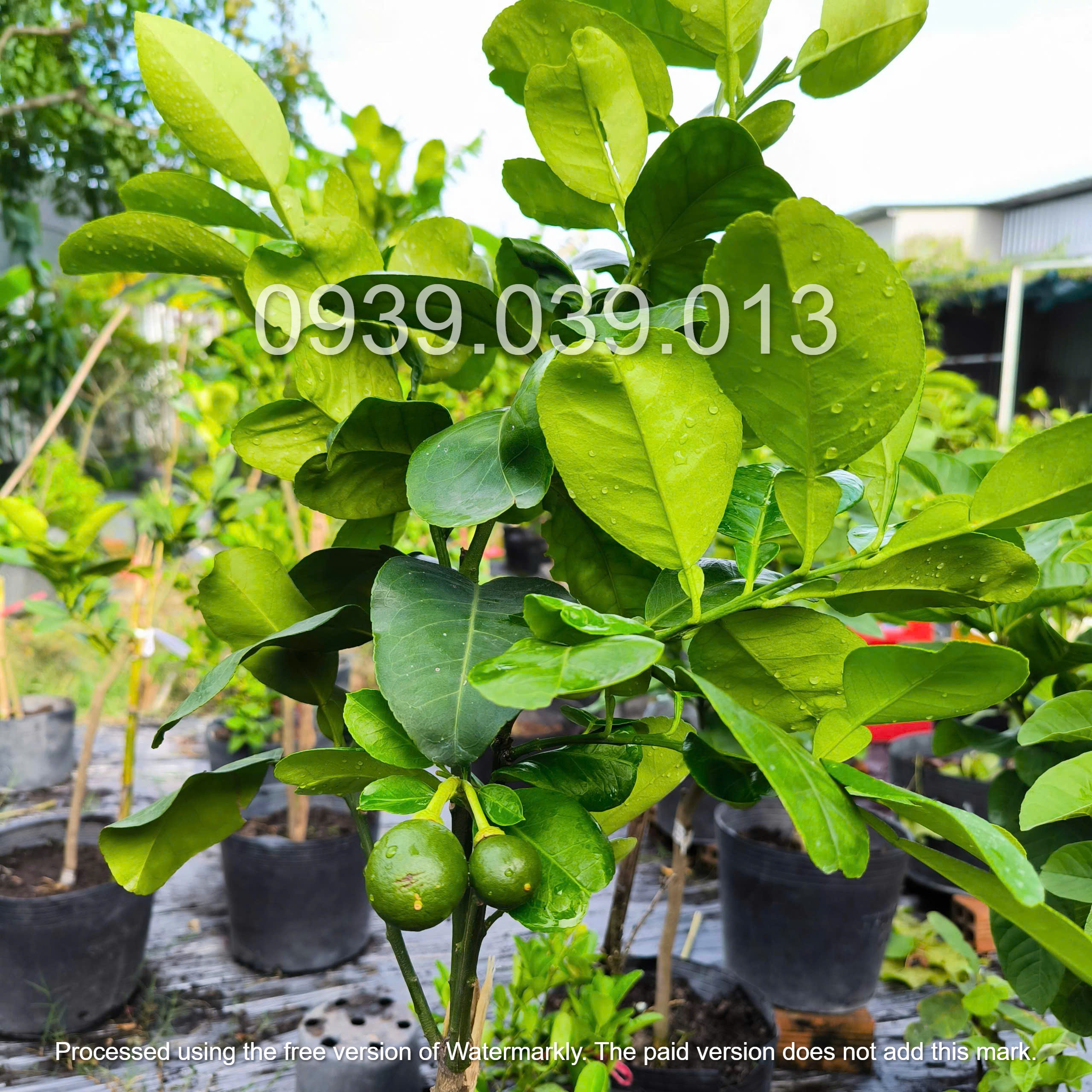 cây bưởi F1