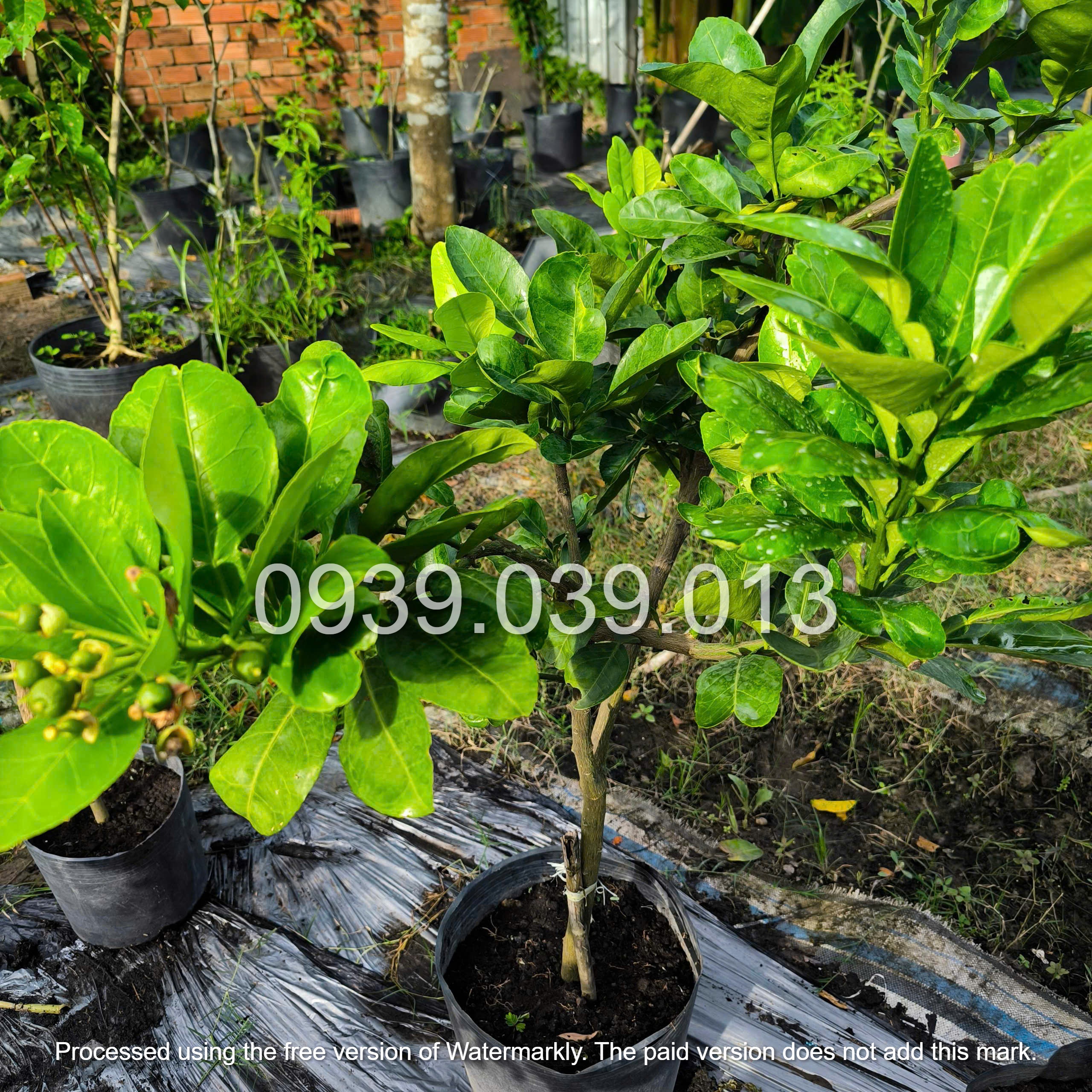 cây bưởi F1