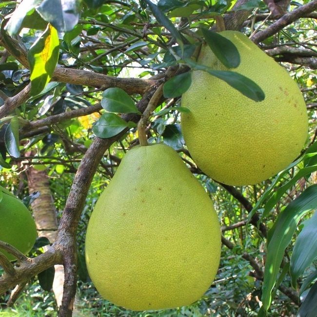 Cây giống Bưởi 5 roi