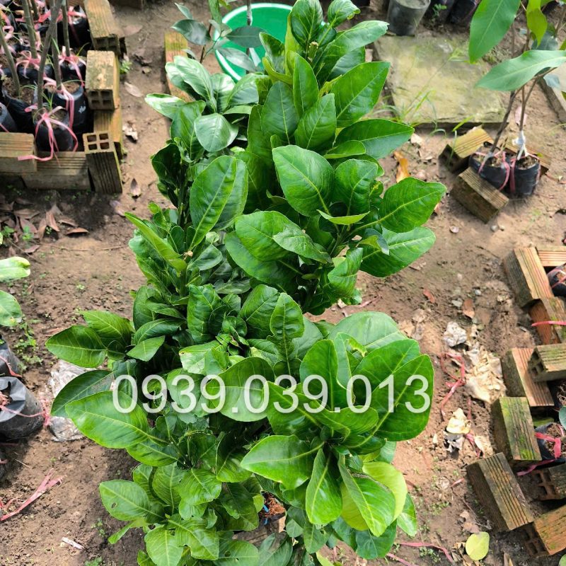 cay giong buoi