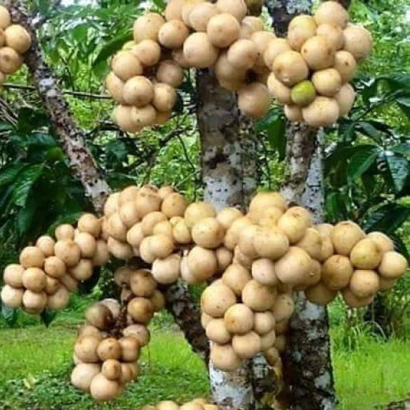 Cây giống Bòn bon Thái