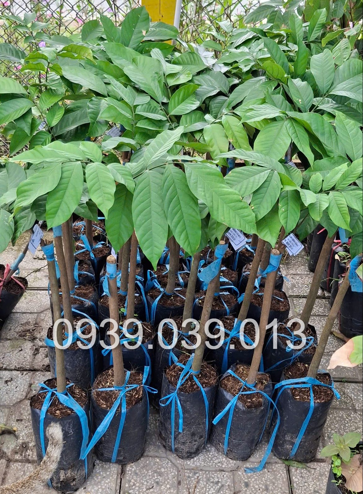 cây giống bòn bon thái