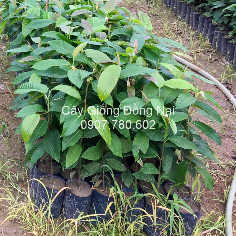 Cây Dầu Rái