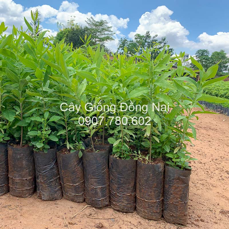 Cây Đàn Hương Trắng